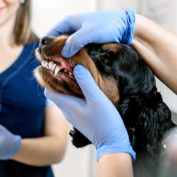 Dog dental examination at Snellville Animal Hospital in Snellville