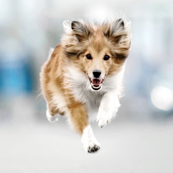 A happy dog runs after its vaccination at Snellville Animal Hospital