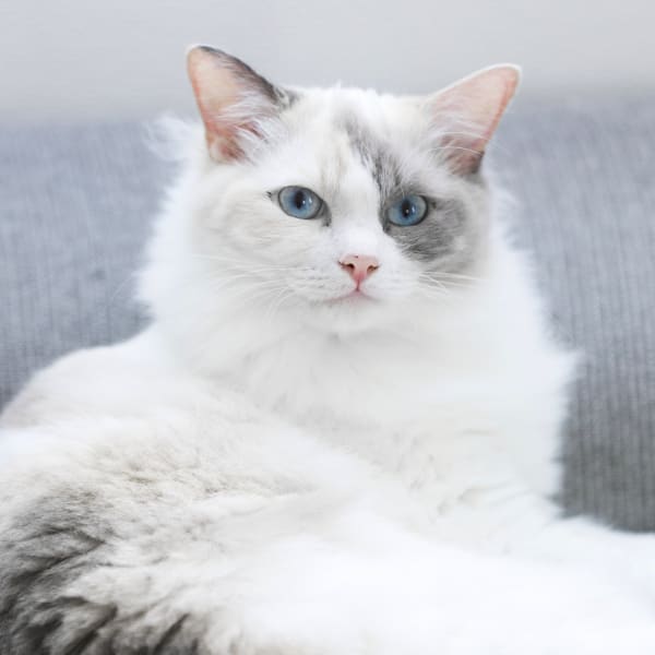 A cat on a wellness exams at Snellville Animal Hospital