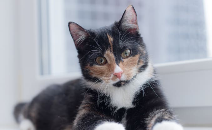 Vets at Snellville Animal Hospital