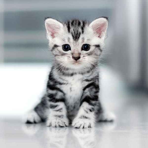 Kitten sits and watches in front, Puppy & Kitten Vet Care in Snellville